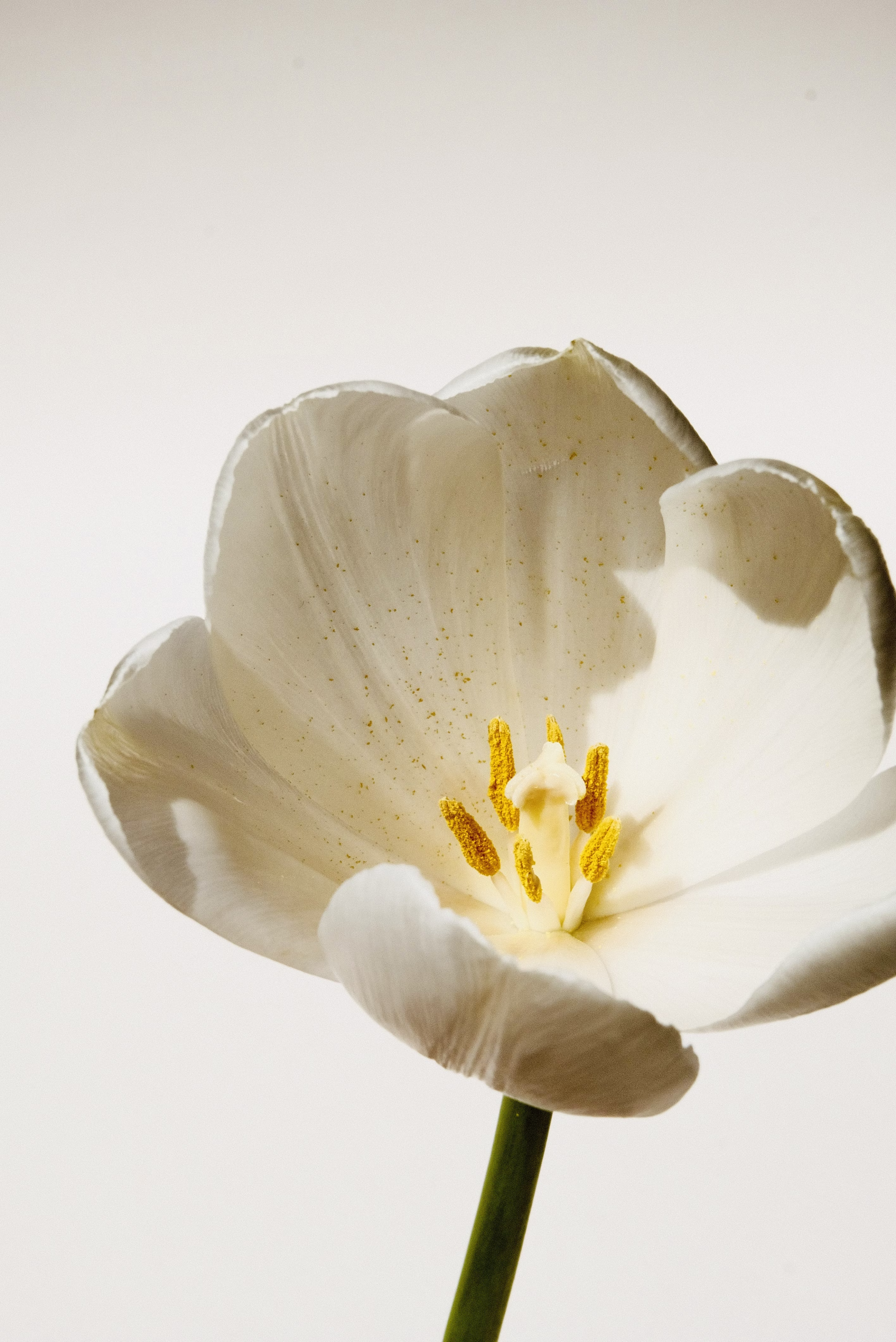 White flower
